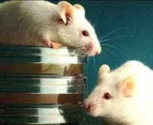 Các thử nghiệm trên máy tính sẽ thay thế thử nghiệm ở động vật?