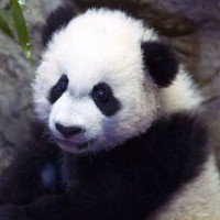 Gấu trúc tắc ruột vì tham ăn được phẫu thuật cấp cứu