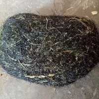 Mổ con lợn 2 tạ, phát hiện vật thể nghi là cát lợn quý hiếm nặng gần 1kg