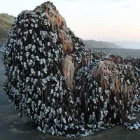 "Quái vật Muriwai" phủ đầy hà dạt vào bờ biển New Zealand