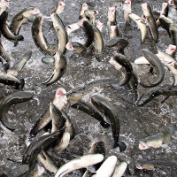 Anh nông dân Cần Thơ gọi cả vạn con cá lóc nhảy múa trên mặt nước