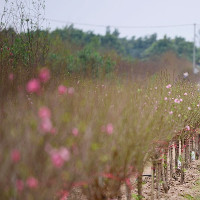 Đào xuân khoe sắc trong gió đông