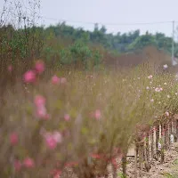 Đào xuân khoe sắc trong gió đông