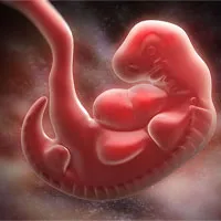 Phát hiện loài người đã từng có tới 2 đuôi