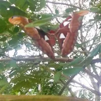 Xôn xao vì hàng chục con bướm "khủng" bất ngờ xuất hiện