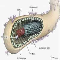 Vắc xin phòng chống Ebola đã đạt hiệu quả 100%