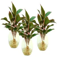 Kỹ thuật trồng cây phú quý mang tài lộc giàu sang cho gia chủ