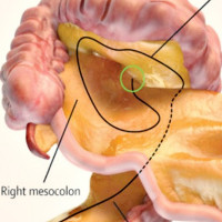 Phát hiện cơ quan mới trong cơ thể người