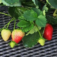 Mô hình canh tác triệu USD ở "Vương quốc dâu tây" của Nhật