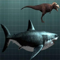 Lý do khó đỡ khiến cá mập Megalodon tuyệt chủng