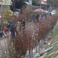 Đào khoe sắc ở chợ hoa Tết nổi tiếng nhất Hà Nội