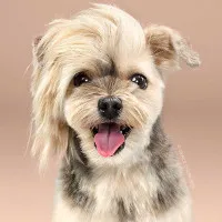 Giải mã thói quen ai yêu chó cũng làm mỗi khi nhìn thấy chó con