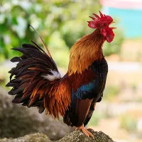 Mừng năm Đinh Dậu, đây là 8 sự thật về loài gà khiến bạn phải ngỡ ngàng