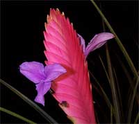 Những cách ăn uống đặc biệt của cây cối