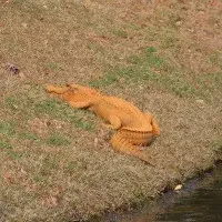 Phát hiện cá sấu màu cam gây sốt
