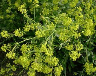 Cây tùng lam - nguồn dược liệu mới chống ung thư