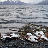 Nguyên nhân khiến hàng ngàn chú chim chết bất thường dọc bãi biển Alaska