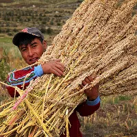 Diêm mạch sẽ là giải pháp cho an ninh lương thực toàn cầu