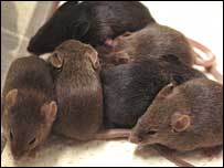 Tinh trùng đông lạnh 15 năm vẫn sống