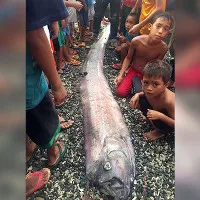 Người dân Philippines lo lắng khi "rồng biển" liên tục xuất hiện