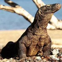 Điều kỳ diệu từ máu rồng Komodo