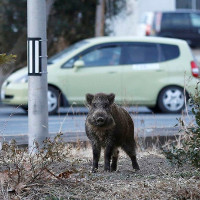 Lợn rừng nhiễm xạ tràn ngập đường phố Fukushima