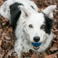 Đâu là giống chó thông minh nhất thế giới? Hãy gọi tên Border Collie!