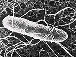 Phát hiện độc tố mới của vi khuẩn trong ống tiêu hoá