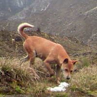 Mới phát hiện ra loài chó hiếm và cổ xưa nhất Trái Đất vẫn còn sống khỏe