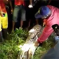 Xác người đàn ông Indonesia trong bụng trăn dài 7 mét