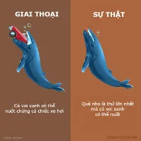 Những giai thoại không nên tin khác về các loại động vật