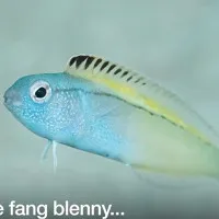Loài cá có nọc độc giống heroin khiến kẻ thù ngất ngư