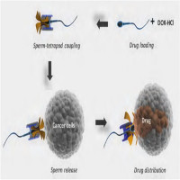 Dùng tinh trùng chuyển thuốc điều trị ung thư