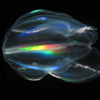 Ông tổ của tất cả các loài động vật ngày nay là một loài chẳng ai ngờ đến