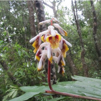 Phát hiện loài Riềng mới ở Quảng Ngãi