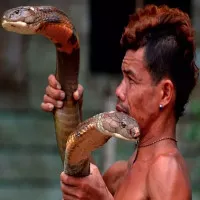 Hổ mang chúa dài 4 mét ốm nặng khi cắn phải dị nhân Indonesia