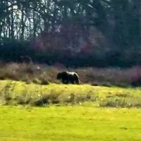 Sinh vật bí ẩn giống báo đen xuất hiện gần khu cắm trại Anh