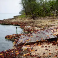 "'Binh đoàn" cua ba màu xâm lăng vịnh Con Lợn ở Cuba