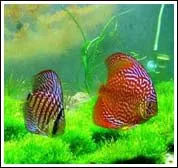 Cá cảnh khoe sắc