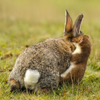 Chồn cắn cổ, đoạt mạng thỏ lớn gấp 4 lần