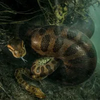 Trăn anaconda cái giết chết con đực sau khi giao phối