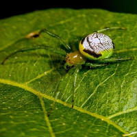 Loài nhện hiếm lạ với bờ mông y hệt người ngoài hành tinh