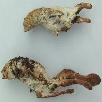 Nhộng ve: Đặc sản hay chất độc?