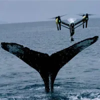 Dàn UAV chuyên săn tìm cá voi