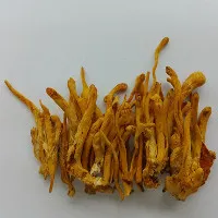 Quy trình nuôi cấy nhộng trùng thảo ở Trung Quốc