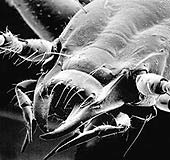 Bọ Hitler sắp tuyệt chủng