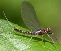 Sức mạnh vô địch của côn trùng