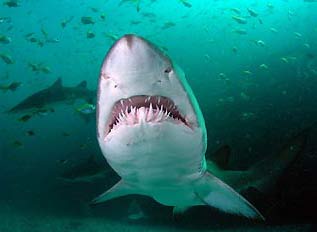 Ăn thịt lẫn nhau khi còn nằm trong bụng mẹ