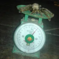 Bắt được nhện "quái vật" dài 20cm ở Hòa Bình