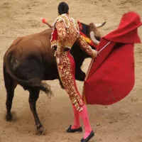 Vì sao bò tót "nổi điên" với màu đỏ?